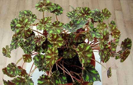 朝北的窗台适合养什么花