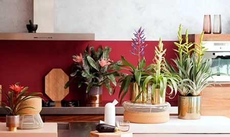 朝北的窗台适合养什么花