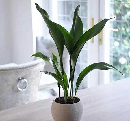 朝北的窗台适合养什么花