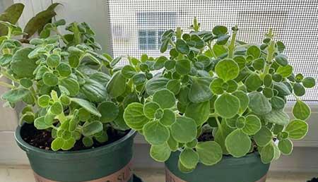 适合室内养的有香气的花