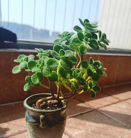 适合室内养的有香气的花