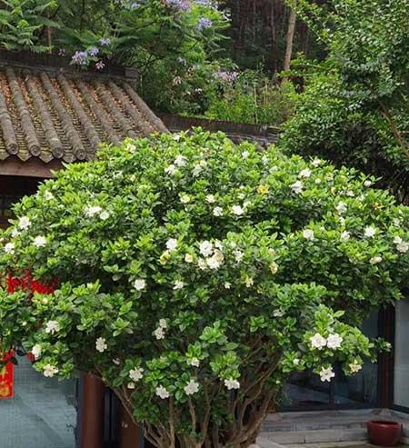 适合室内养的有香气的花