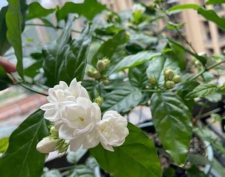 适合室内养的有香气的花