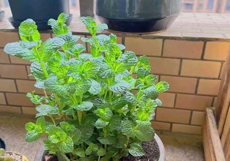 适合室内养的有香气的花