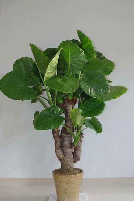 常开花好养的室内花