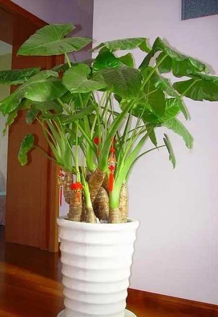 常开花好养的室内花