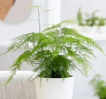 常开花好养的室内花