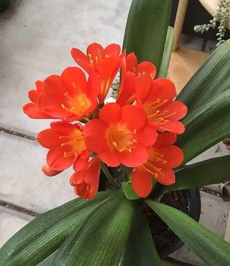 常开花好养的室内花