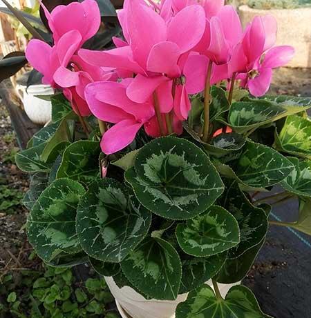 常开花好养的室内花