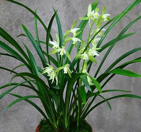 常开花好养的室内花