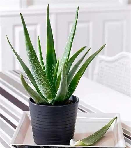 常开花好养的室内花