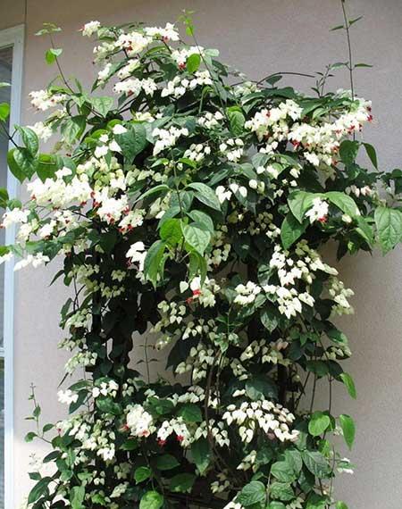 比较好养的木本花卉