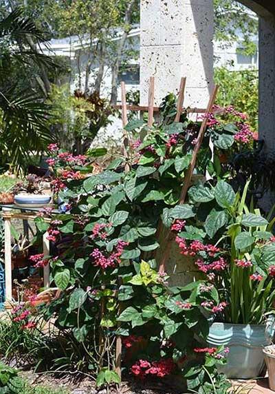 比较好养的木本花卉