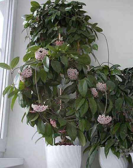 比较好养的木本花卉