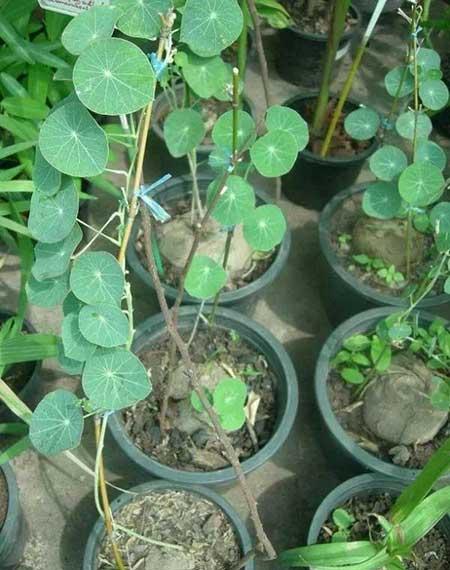 比较好养的木本花卉