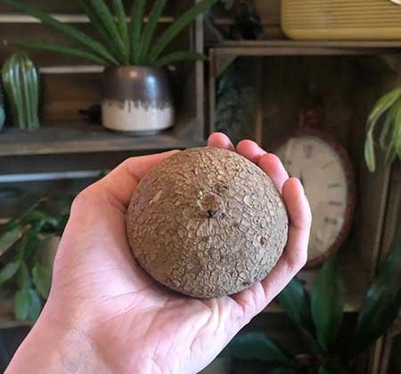 比较好养的木本花卉