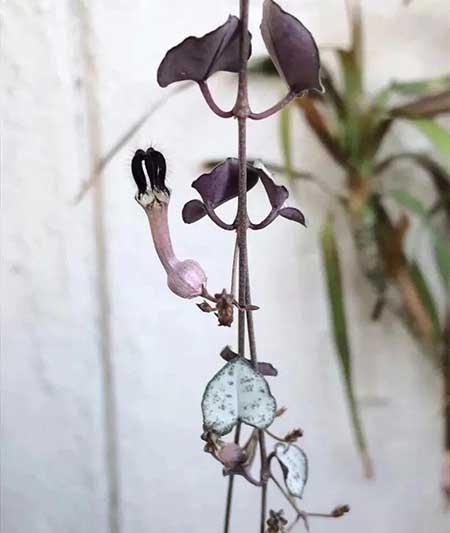 比较好养的木本花卉