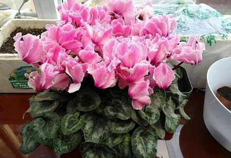 北方室内养什么花