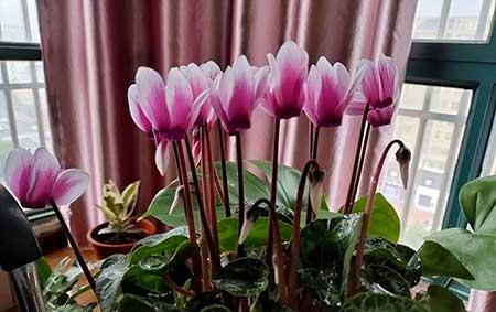 北方室内养什么花