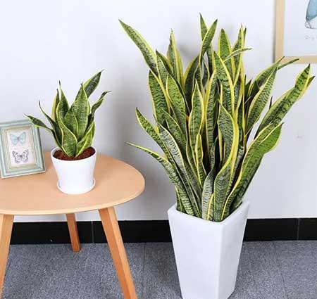 北方适合养的室内绿植