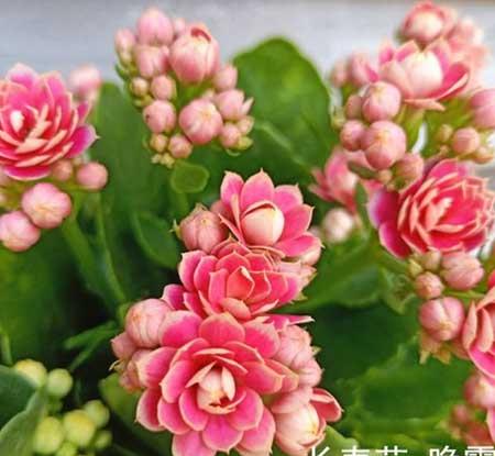 北方适合养的室内绿植