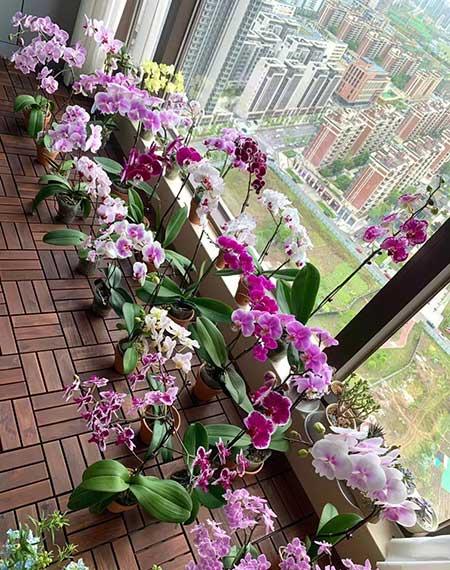 北方封闭阳台养什么花