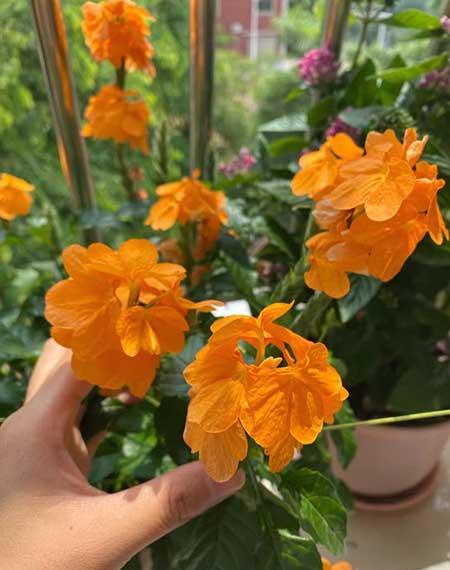 北方封闭阳台养什么花