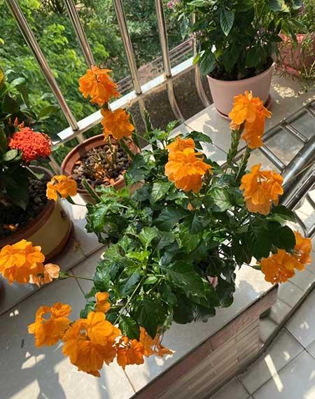 北方封闭阳台养什么花