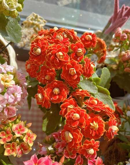 北方封闭阳台养什么花