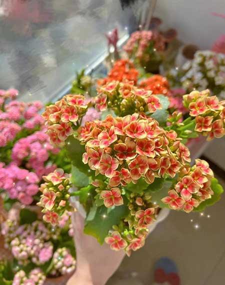 北方封闭阳台养什么花