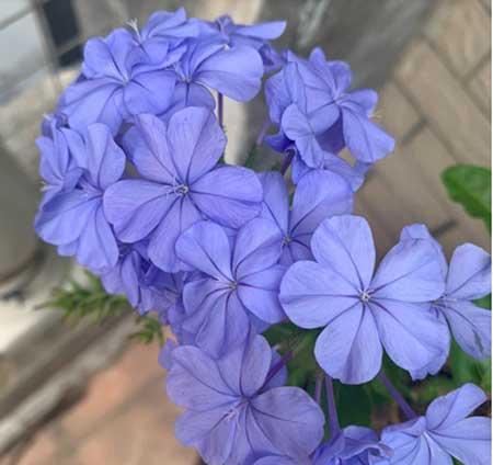 北方封闭阳台养什么花