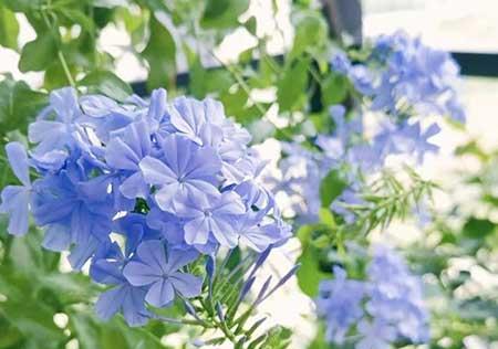 北方封闭阳台养什么花