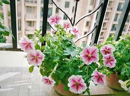 北方封闭阳台养什么花