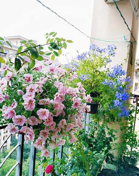 北方封闭阳台养什么花