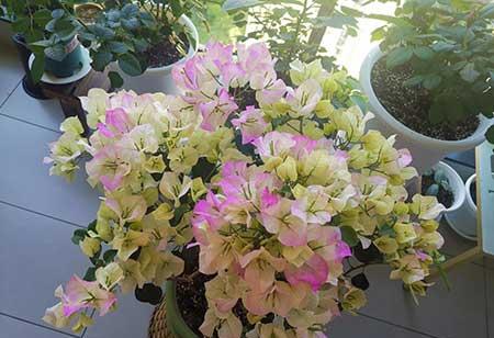 北方封闭阳台养什么花