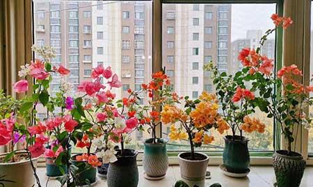 北方封闭阳台养什么花