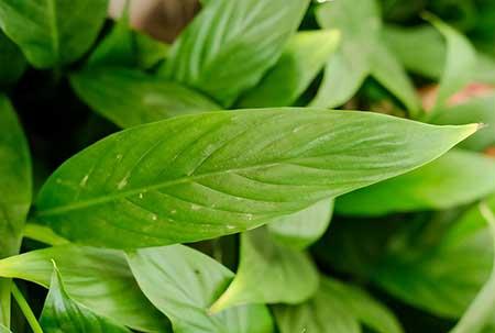 北方冬季室内适合养什么绿植