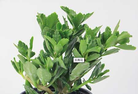 北方冬季室内适合养什么绿植