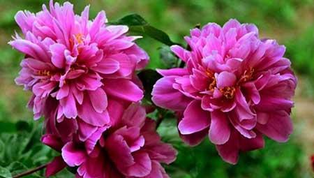 北方春季适合养什么花