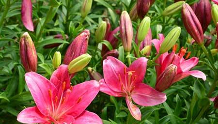 北方春季适合养什么花