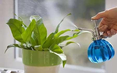 办公室植物养护方法