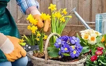 办公室植物养护方法