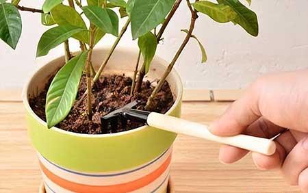 办公室植物养护方法