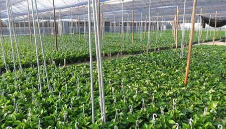 办公楼花卉租摆图片