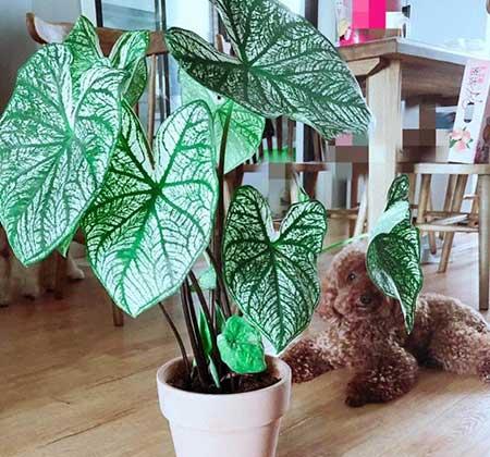 适合在卧室养的花