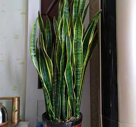 适合在卧室养的花