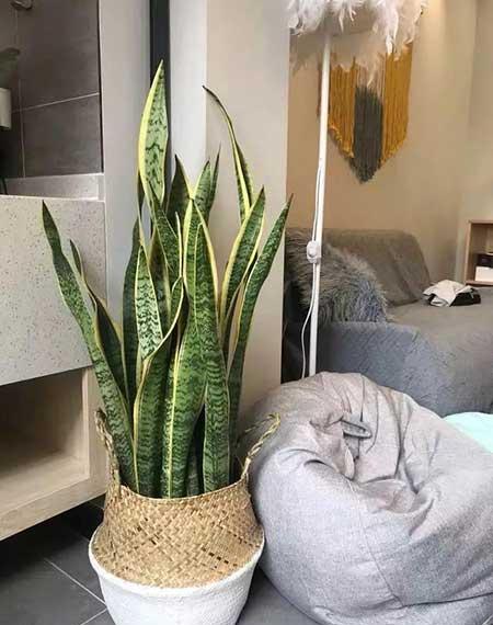 适合在卧室养的花