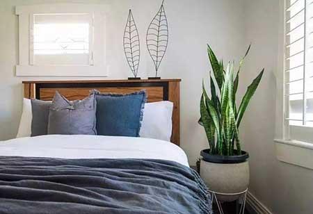 适合在卧室养的花