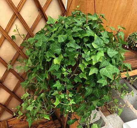 适合在卧室养的花