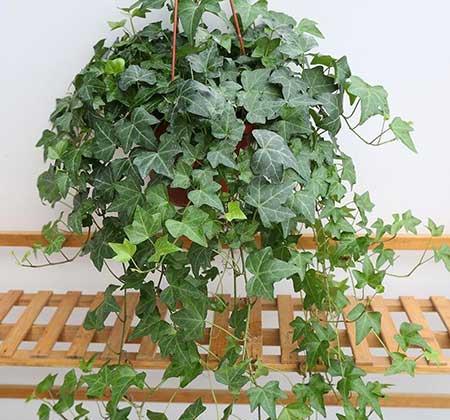 适合在卧室养的花